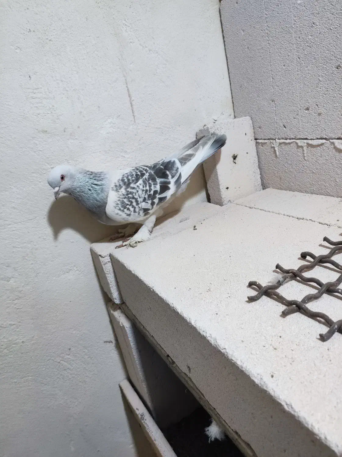 ترکیه نر|حیوانات|اردبیل, |دیوار