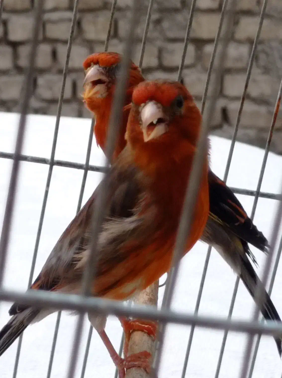 فروش سهره قناری تعداد وتکی|پرنده|بهارستان, |دیوار