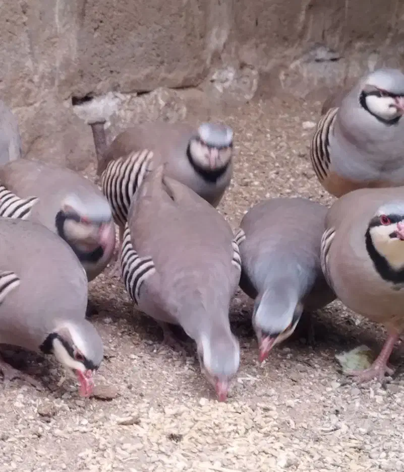 جوجه محلی و بلدرچین و کبوتر|حیوانات مزرعه|جیرفت, |دیوار