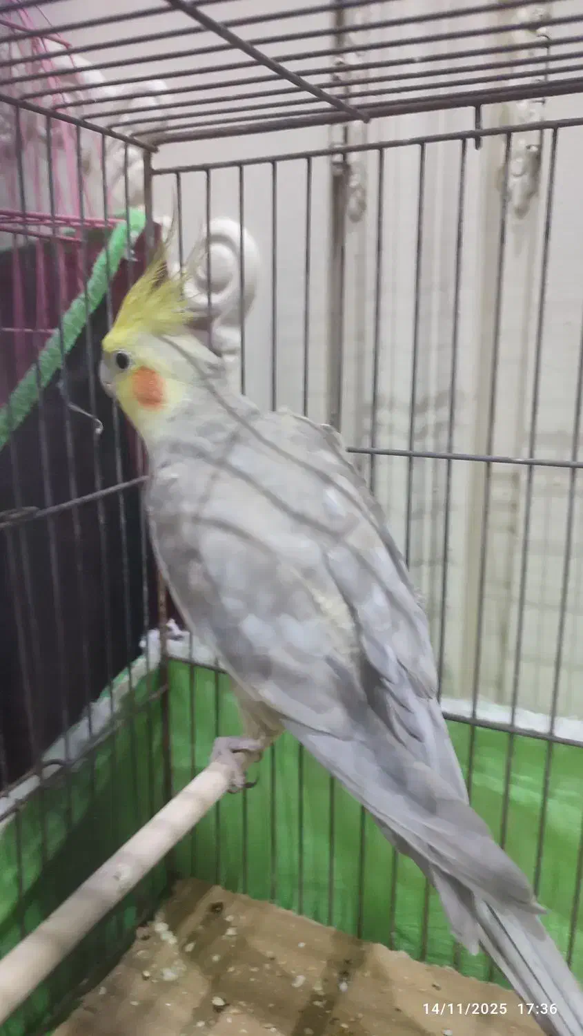 عروس هلندی نر آهویی|پرنده|مراغه, |دیوار