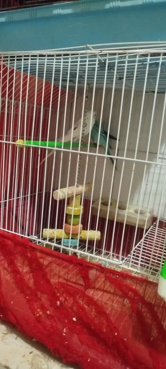 مرغ عشق|پرنده|گرمسار, |دیوار