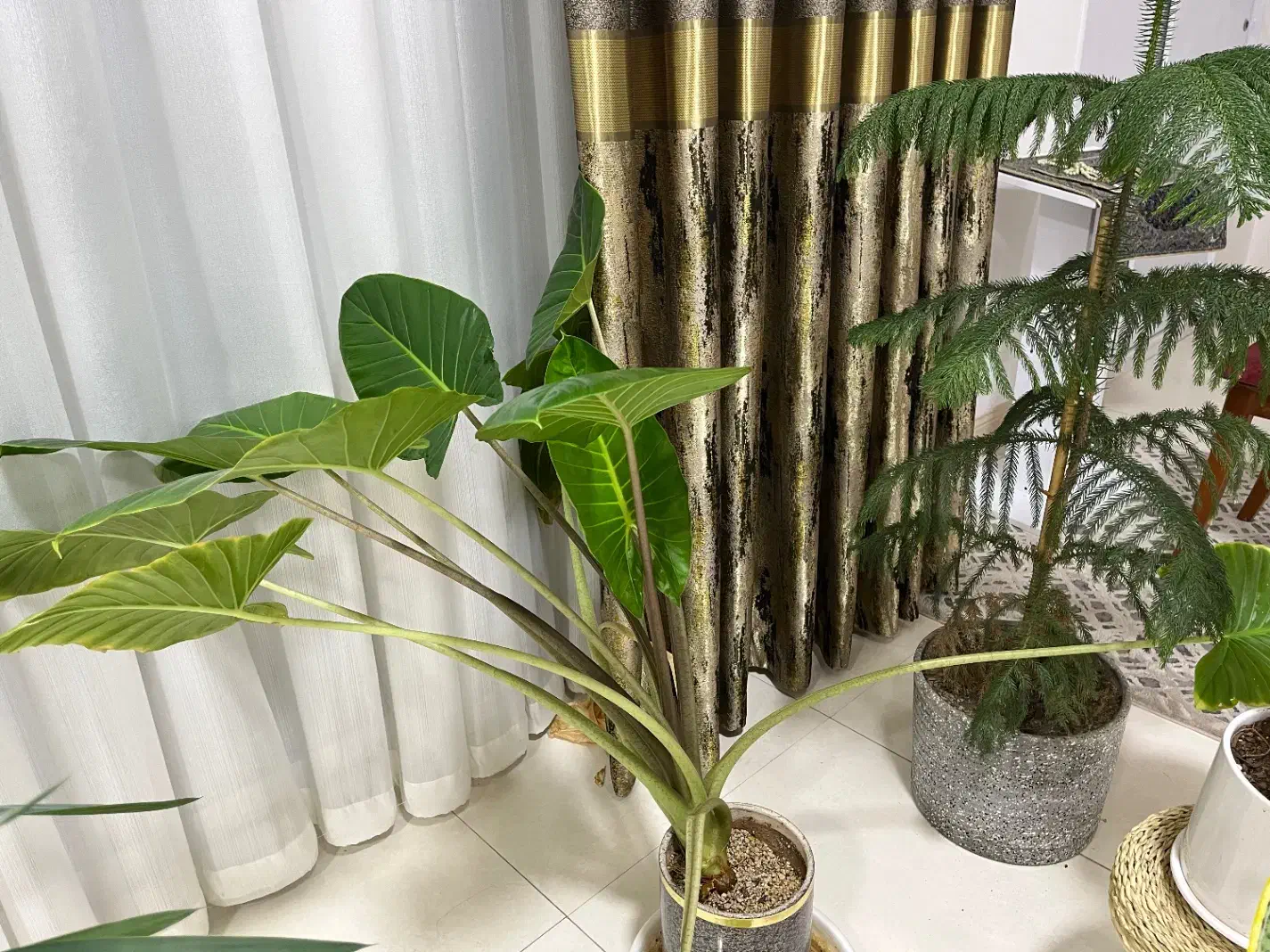 گل و گیاه|گل و گیاه طبیعی|مبارکه, |دیوار