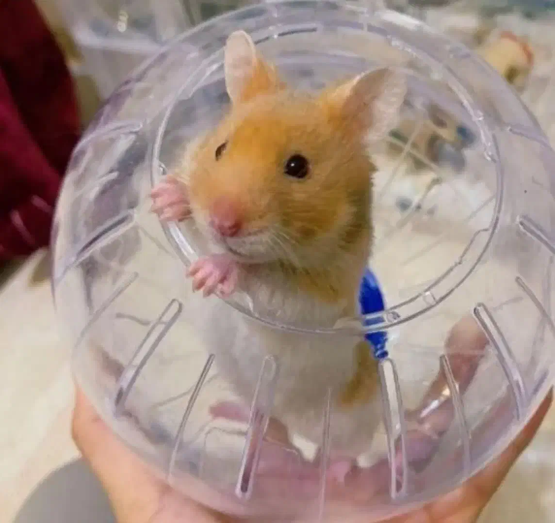 انواع نژاد همستر بندانگشتی کمپل سوری وسایل بازی|موش و خرگوش|اصفهان, غدیر|دیوار