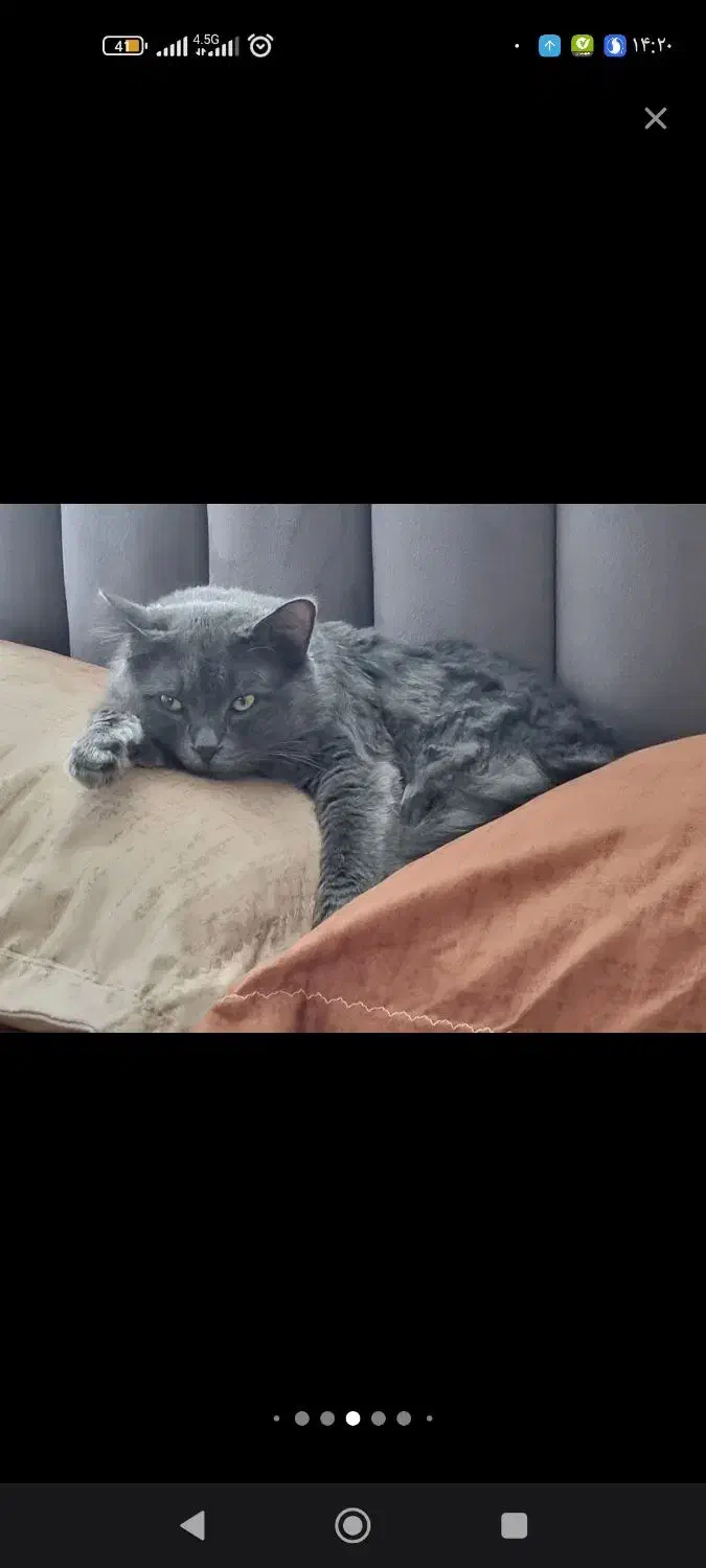 گربه نژاد دار اصیل زیر قیمت|گربه|ارومیه, |دیوار