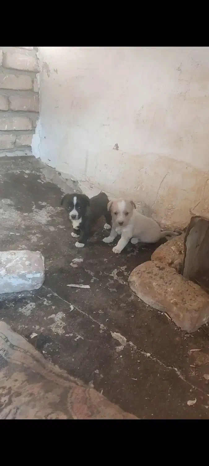 توله پاپی اصل|سگ|تربتحیدریه, بازار|دیوار