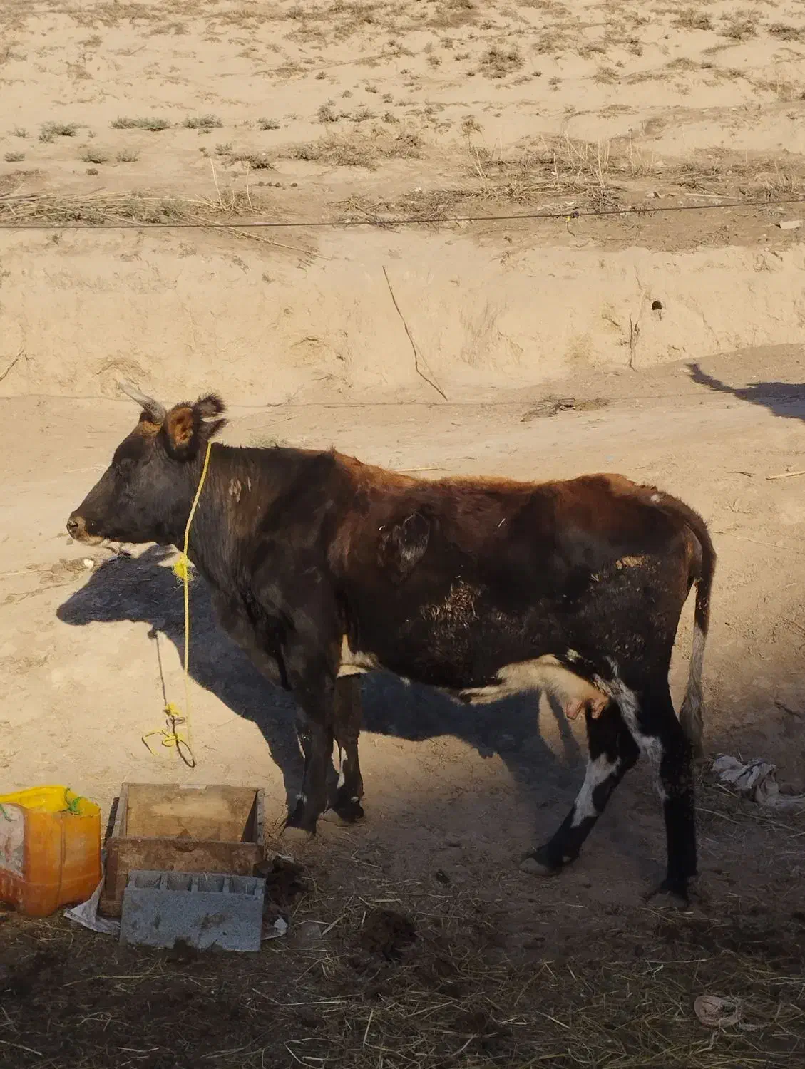 گاو آبستن 8ماه|حیوانات مزرعه|فراغی, |دیوار