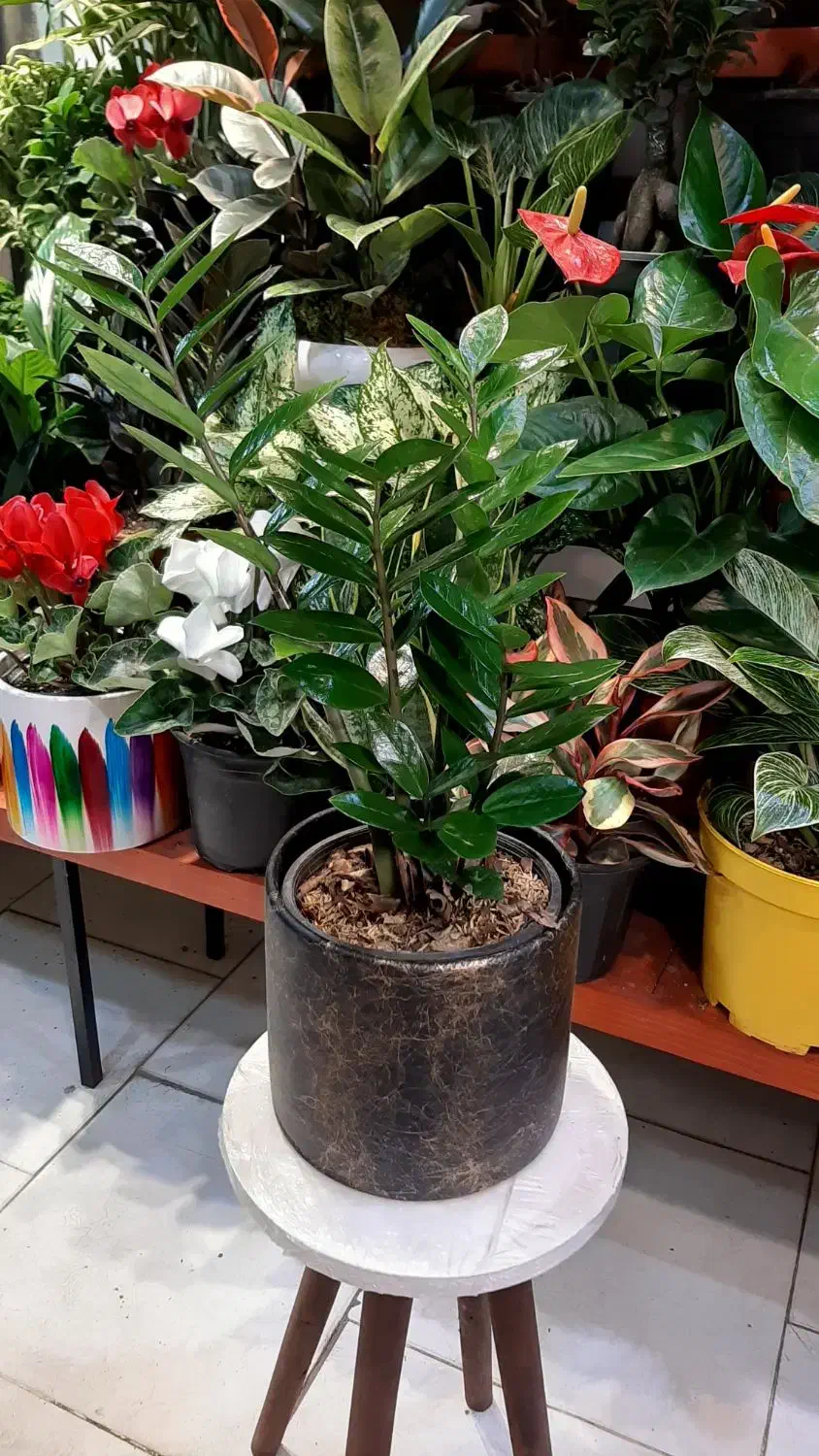 سانسوریا/زاموفیلیا/گل و گیاه آپارتمانی بنسای|گل و گیاه طبیعی|فردیس, فردیس|دیوار