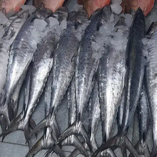 مرکز پخش ماهی به قیمت عمده ماهی هوور و شیر|ماهی|بندرعباس, |دیوار