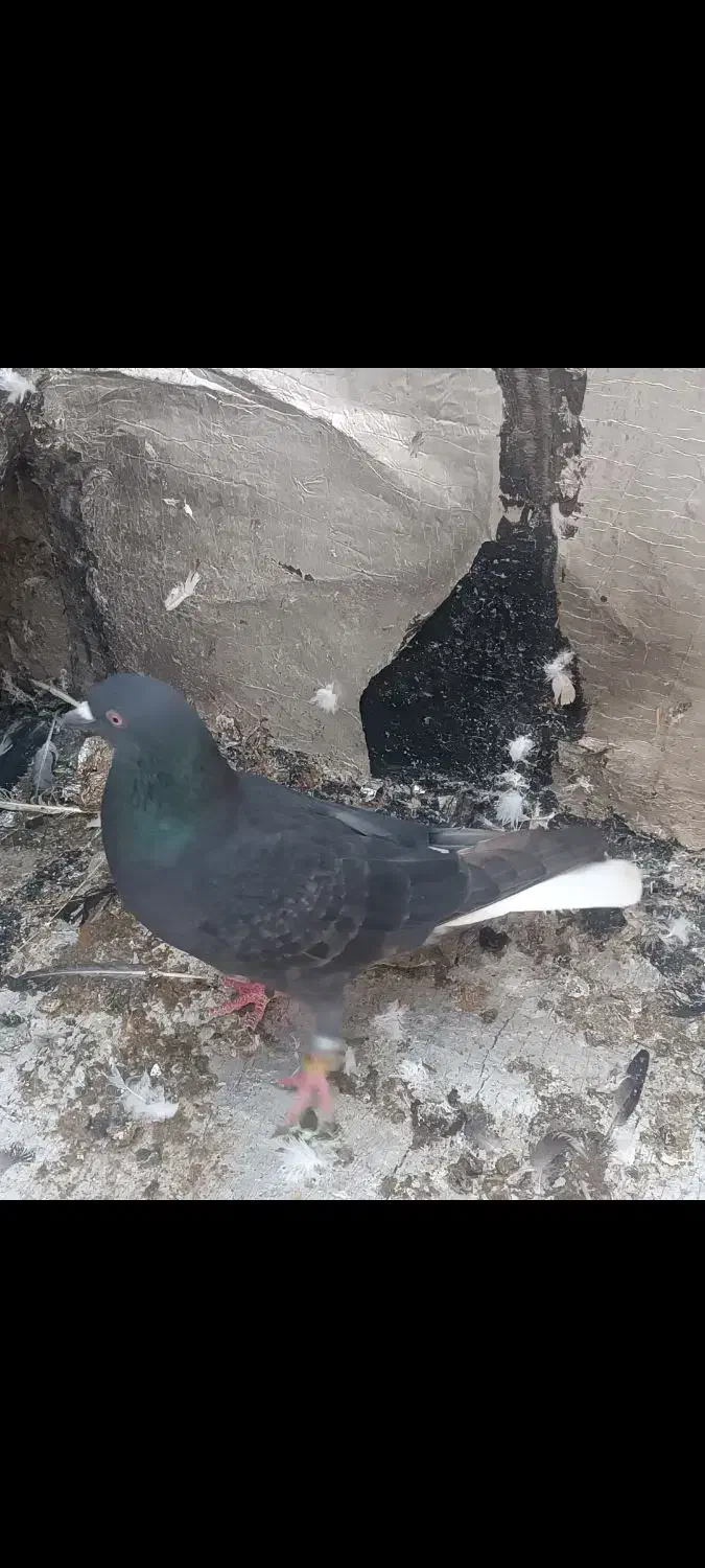 یک زاغ دم‌سفید پاک نر و ساده سیاه|پرنده|گالیکش, |دیوار