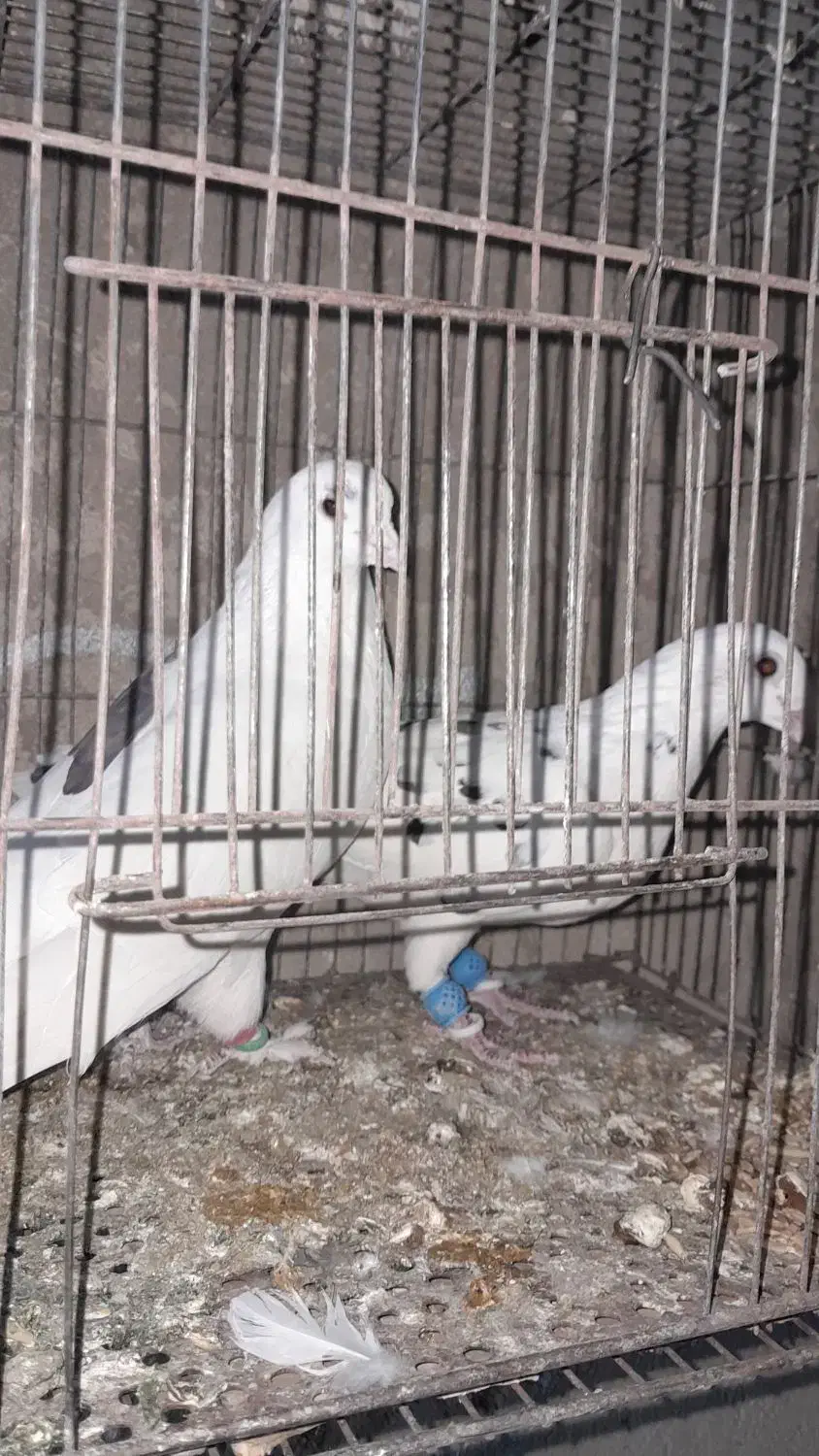 کبوتر تهرونی بلند پرواز|پرنده|شیراز, داریون|دیوار