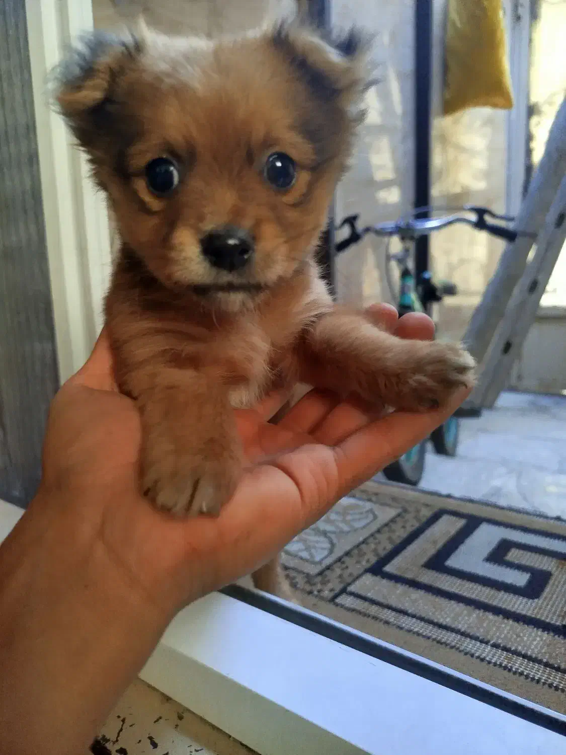 اشپیتز سگ|سگ|ورامین, ورامین|دیوار