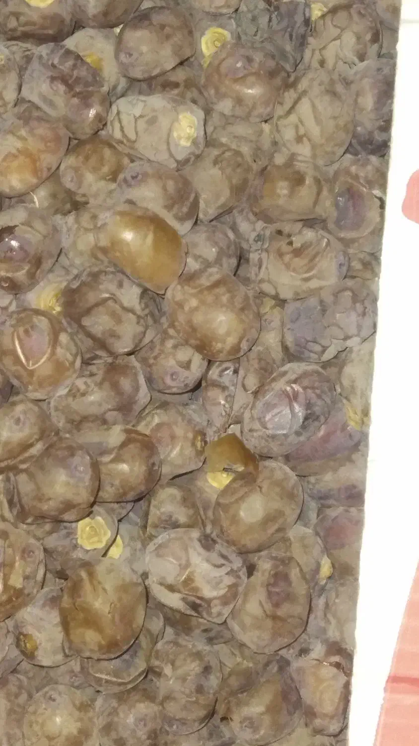 خرما برحی درجه یک|خوردنی و آشامیدنی|اهواز, کمپلو شمالی|دیوار