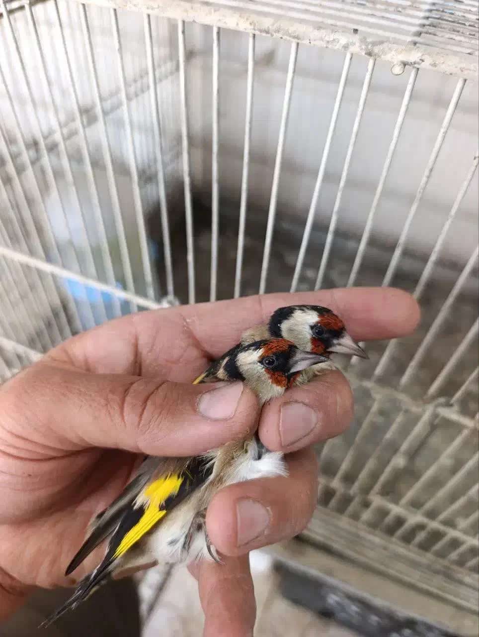 سهره|پرنده|بندرعباس, |دیوار