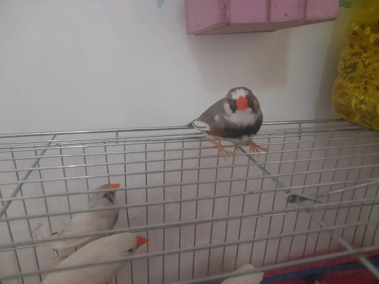 عروس  برزیلی فیشر  مرغ عشق  فنچ کینگ|پرنده|شوشتر, |دیوار