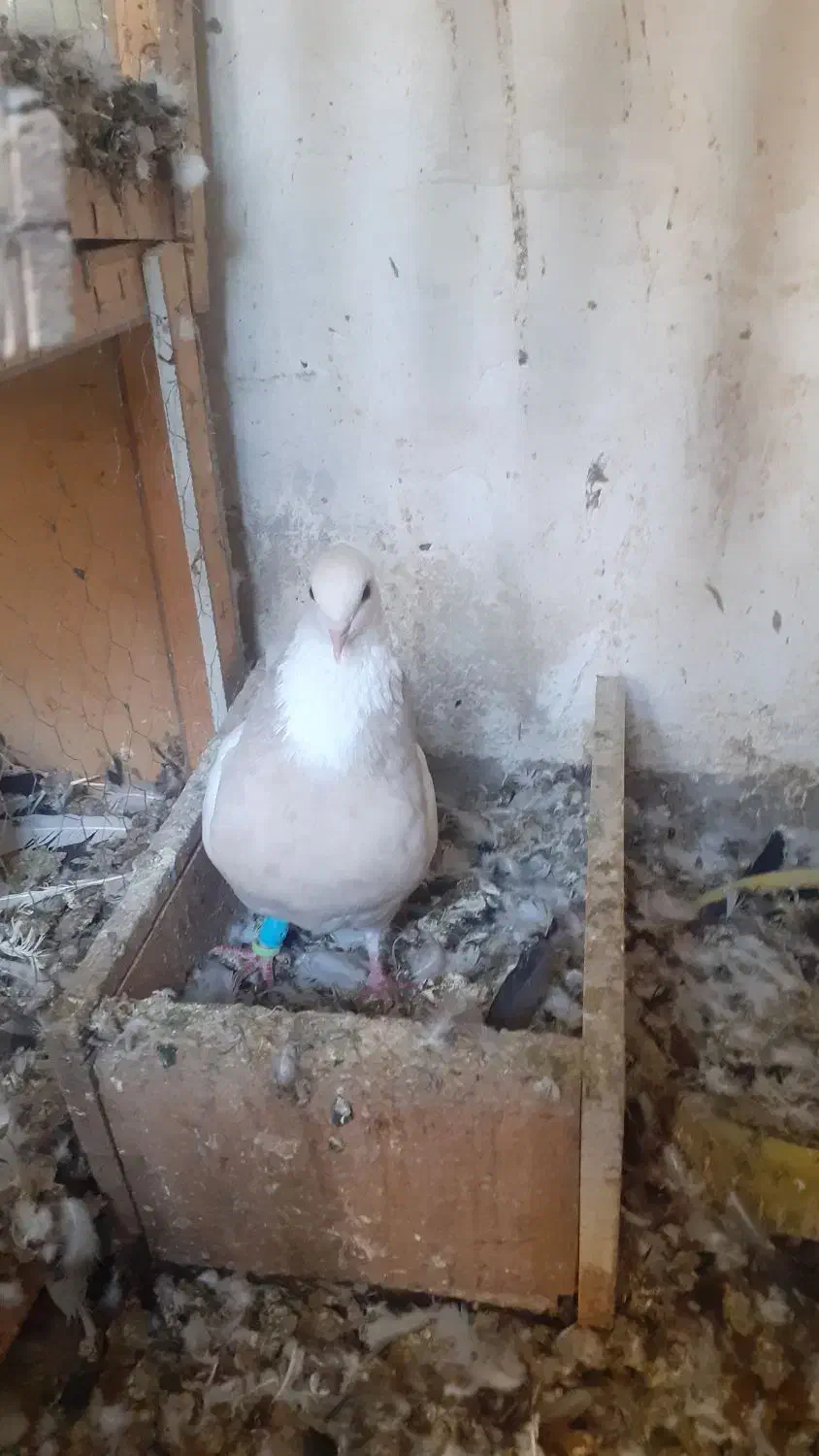 طوقی آجری ماده|پرنده|مسجد سلیمان, |دیوار