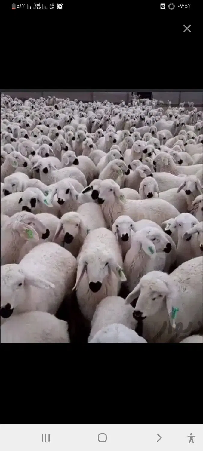 میش وبره|حیوانات مزرعه|جلگه ماژان, |دیوار