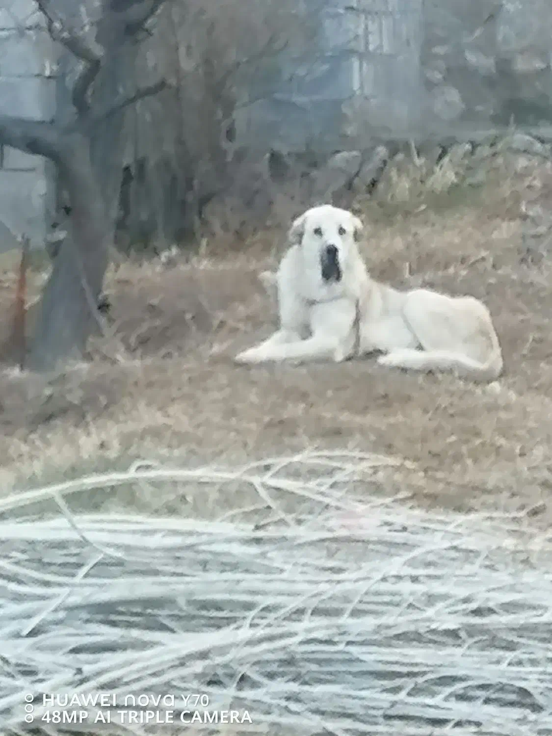 گمشده سگ|حیوانات|ماکو, |دیوار