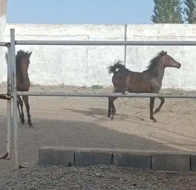 کره نریان دره شوری 23ماهه|اسب و تجهیزات اسب‌سواری|گلپایگان, |دیوار