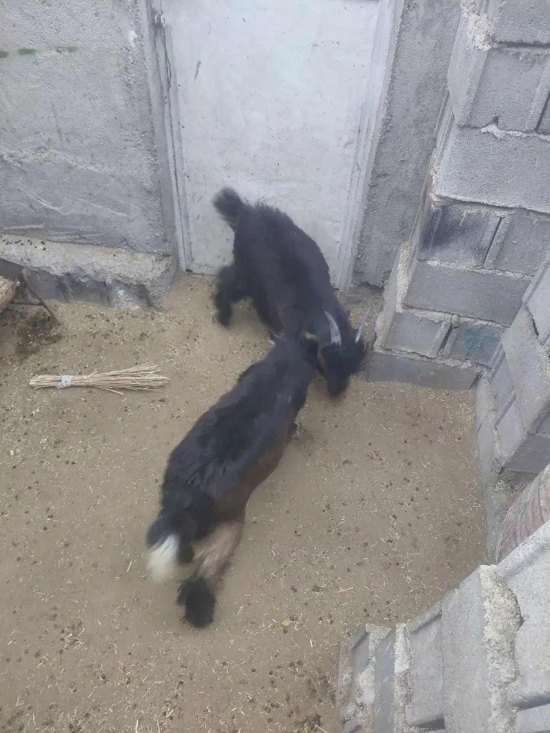 دوراس بزغاله|حیوانات مزرعه|اندیکا, |دیوار