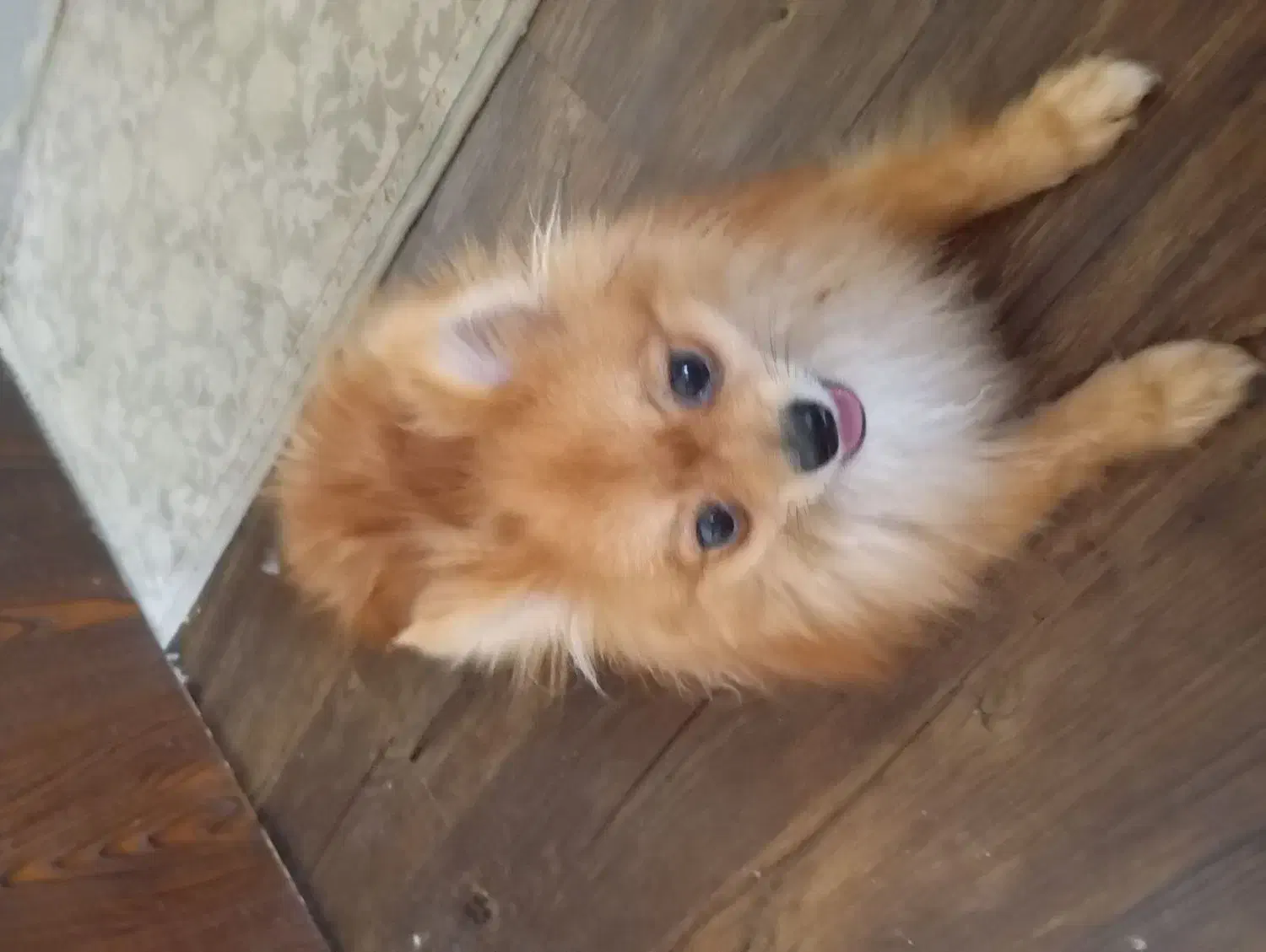 سگ پامرانین|سگ|شاهینشهر, خانه کارگر|دیوار