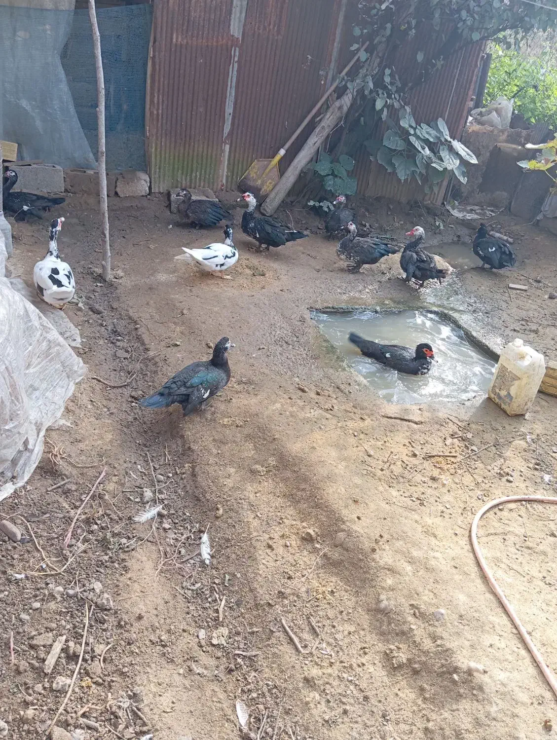 اردک اسراییلی (ژاپنی).|حیوانات مزرعه|توتکابن, |دیوار