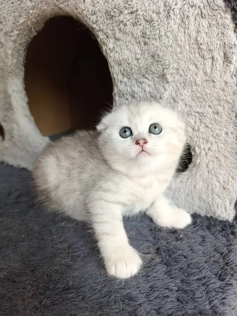 فروش گربههای ناز (اسکاتیش/بریتیش/پرشین)|گربه|رشت, گلسار|دیوار