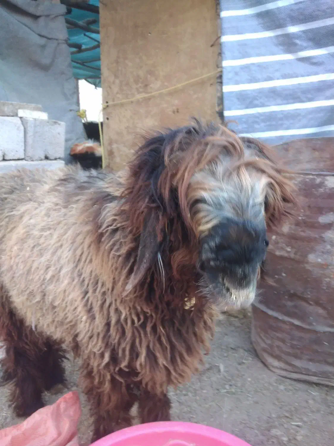 بره قوچی بختیاری|حیوانات مزرعه|بلداجی, |دیوار