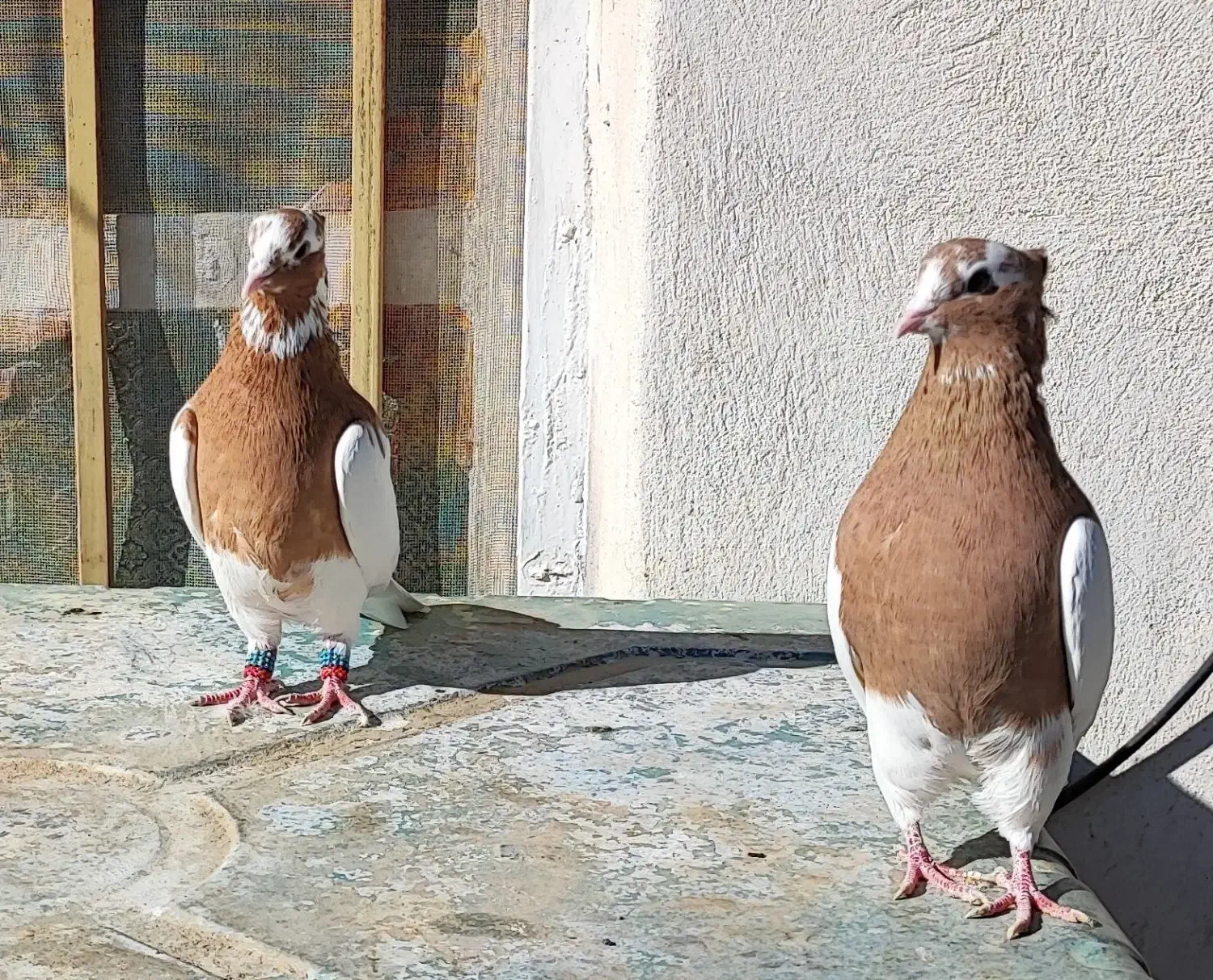 طوقی|پرنده|شیبکوه (فارس), |دیوار