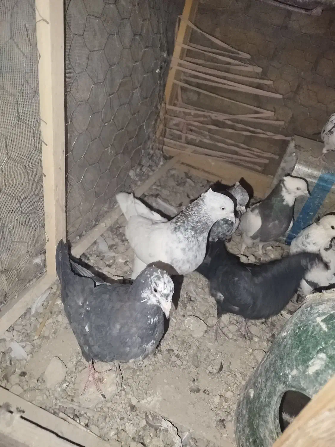 کفتر|پرنده|شهریار, کردزار|دیوار