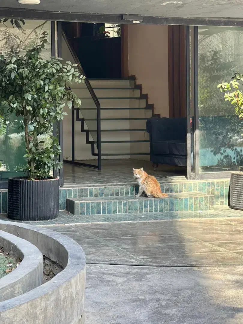 گربه گمشده|حیوانات|مشهد, رستگار|دیوار