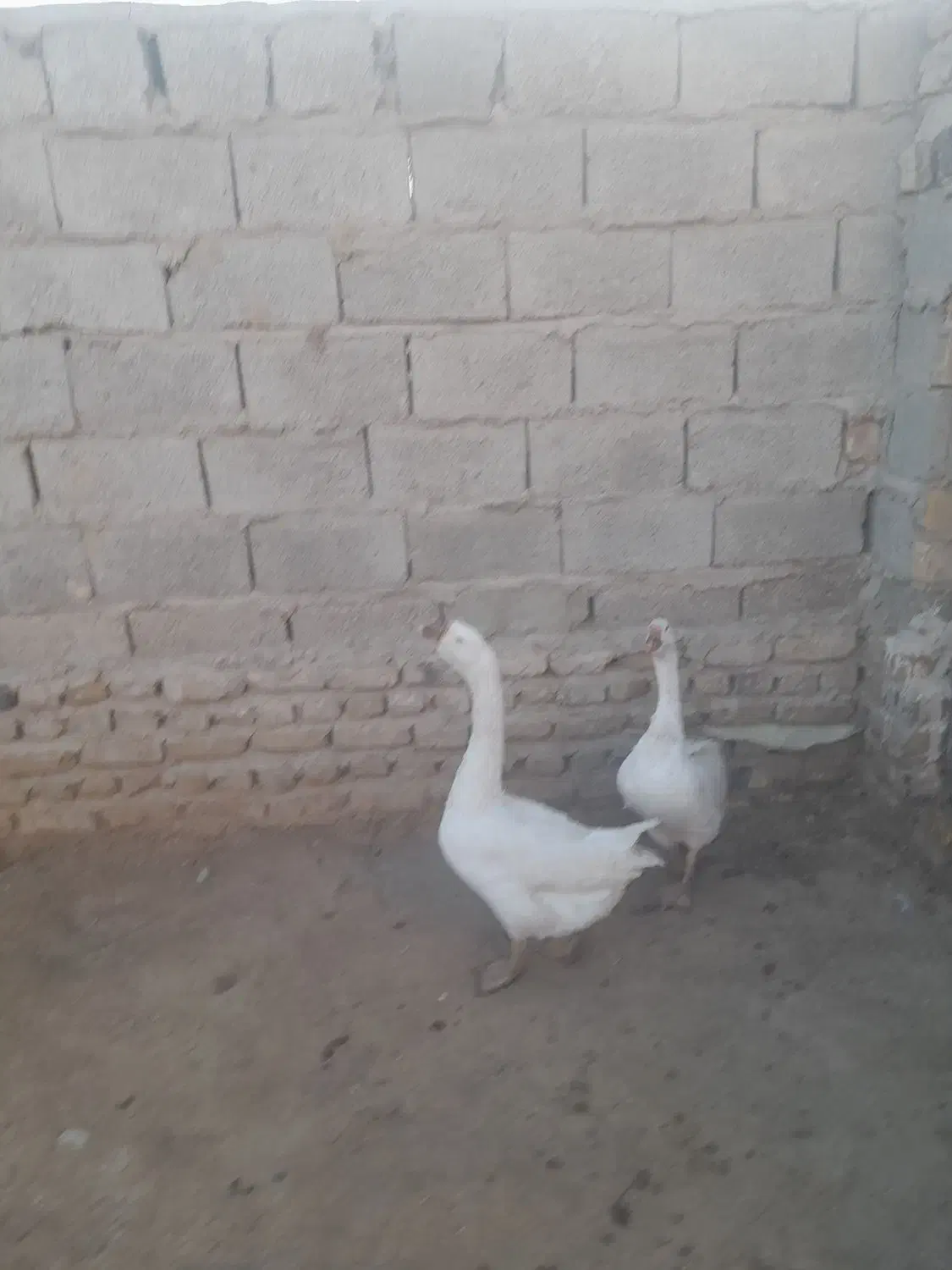 دوعدد غوغاز نروماده|حیوانات مزرعه|زابل, |دیوار