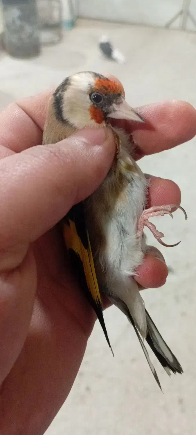 سهره ماده ۳ ساله|پرنده|رباط‌کریم, نصیرشهر|دیوار