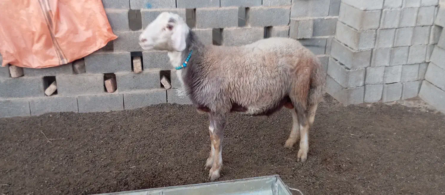 بره قوچی|حیوانات مزرعه|انبارآلوم, |دیوار