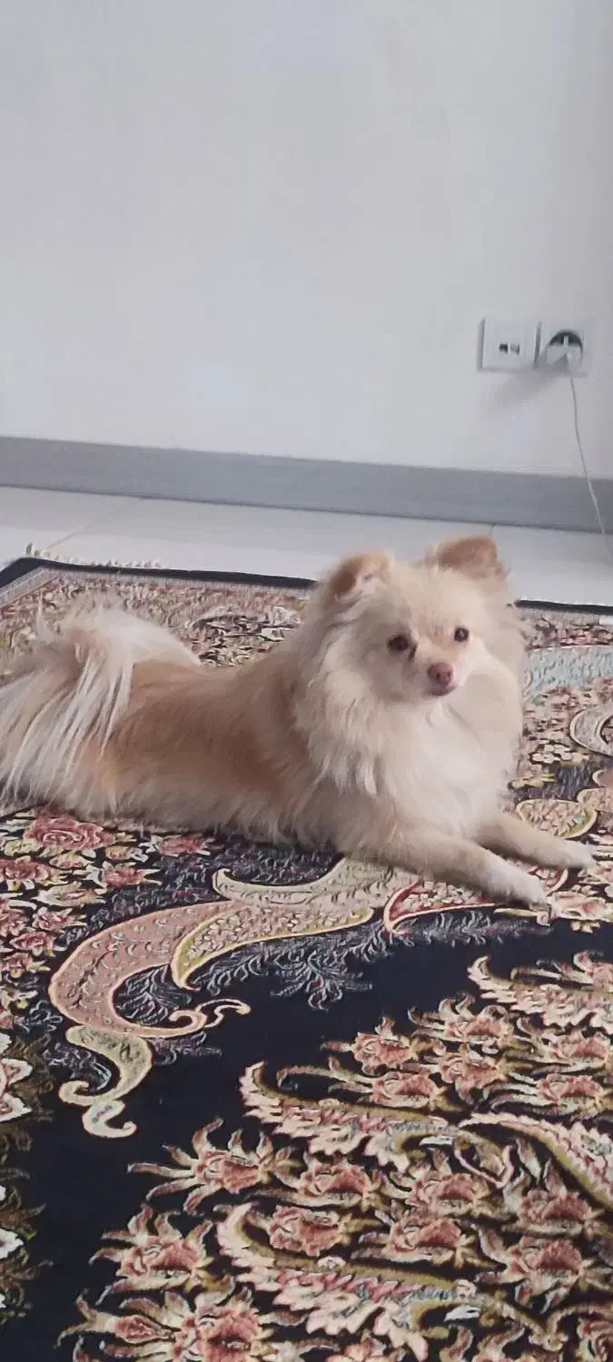 سگ پامر|سگ|محمدشهر, ولدآباد|دیوار