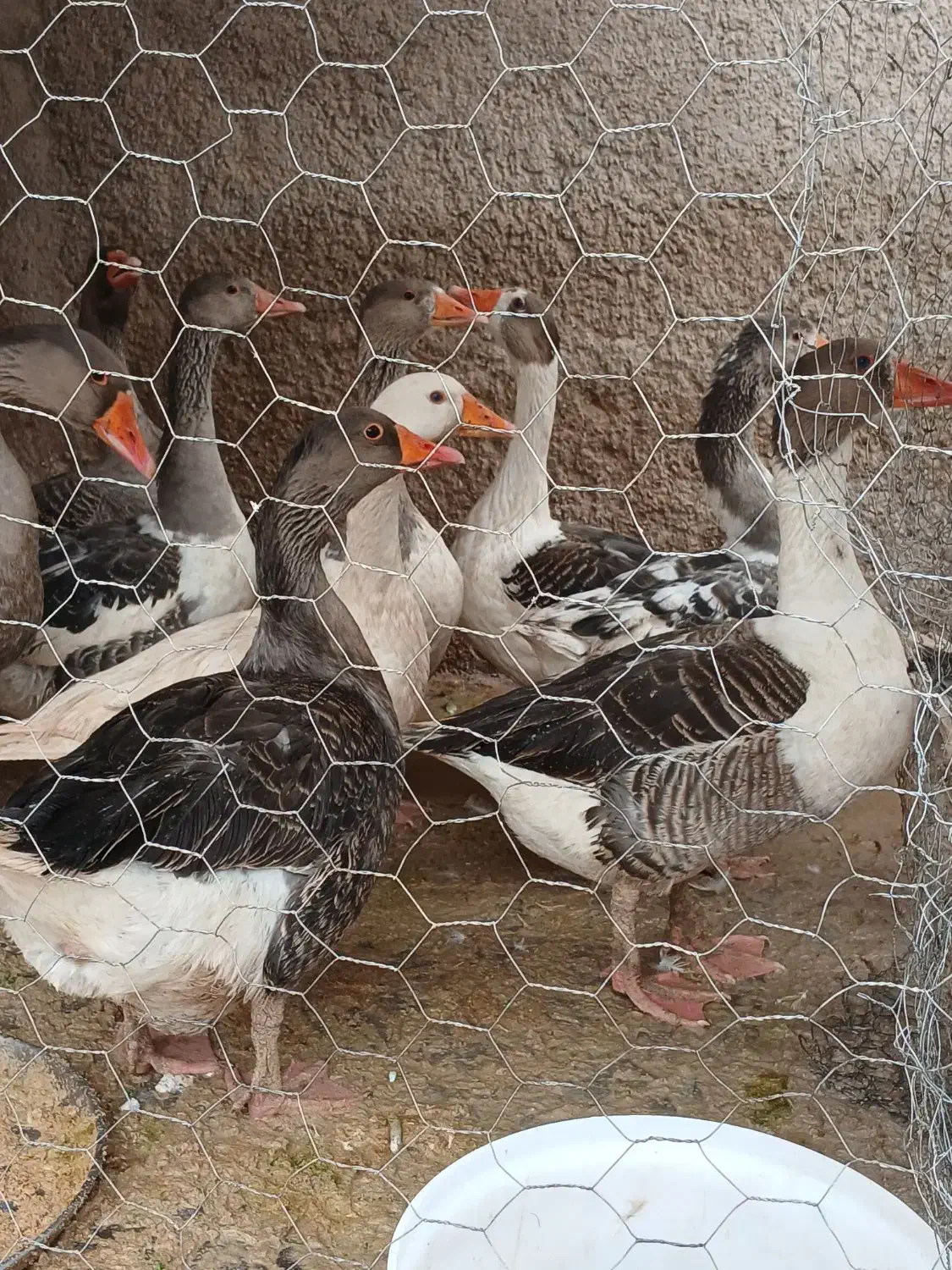 بوقلمون محلی وغاز درجه یک|حیوانات مزرعه|شیراز, شهدای شهرک سعدی|دیوار