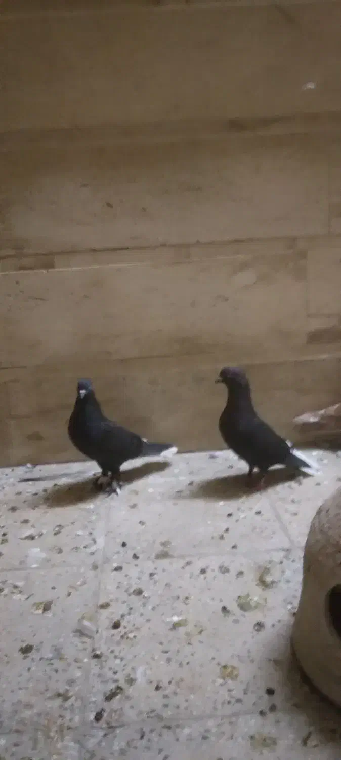 دم سفید|پرنده|قم, نخودی|دیوار