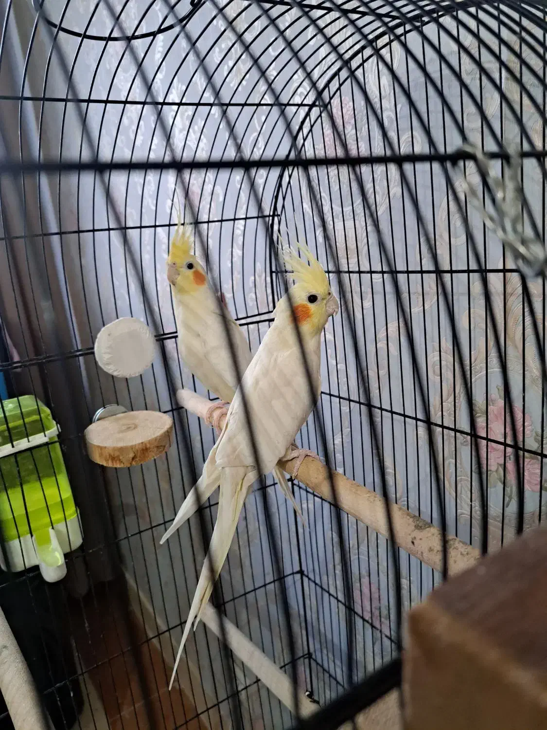 عروس هلندی|پرنده|پاکدشت, شهرک امام رضا|دیوار