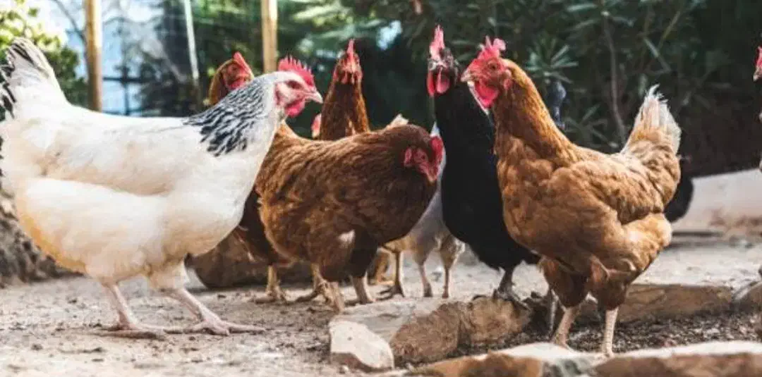 فروش مرغ محلی جوان|حیوانات مزرعه|شهر بابک, |دیوار