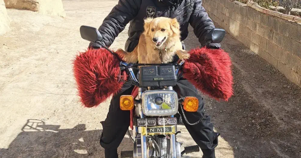 سگ نژادپاکوتا|سگ|اراک, |دیوار