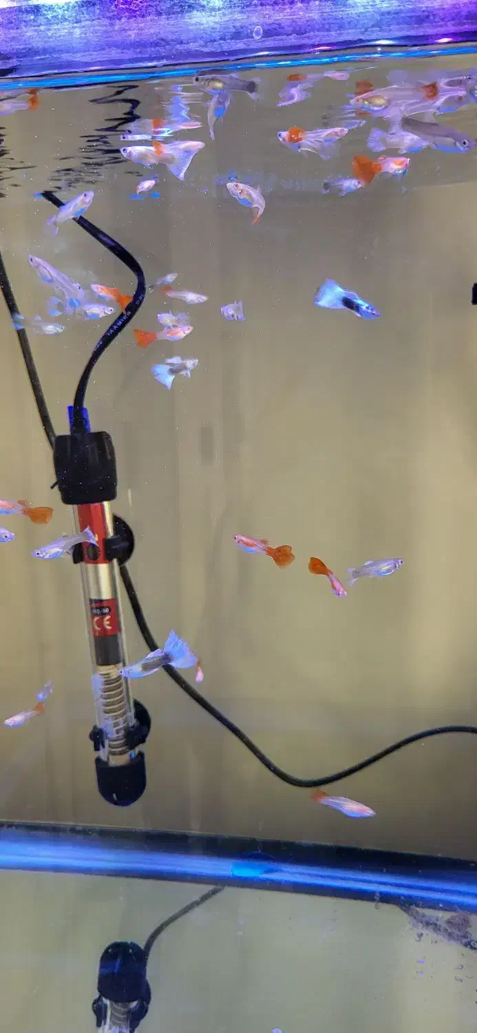 ماهی گوپی ۳ ماهه به بالا|ماهی|تهران, تهرانپارس غربی|دیوار