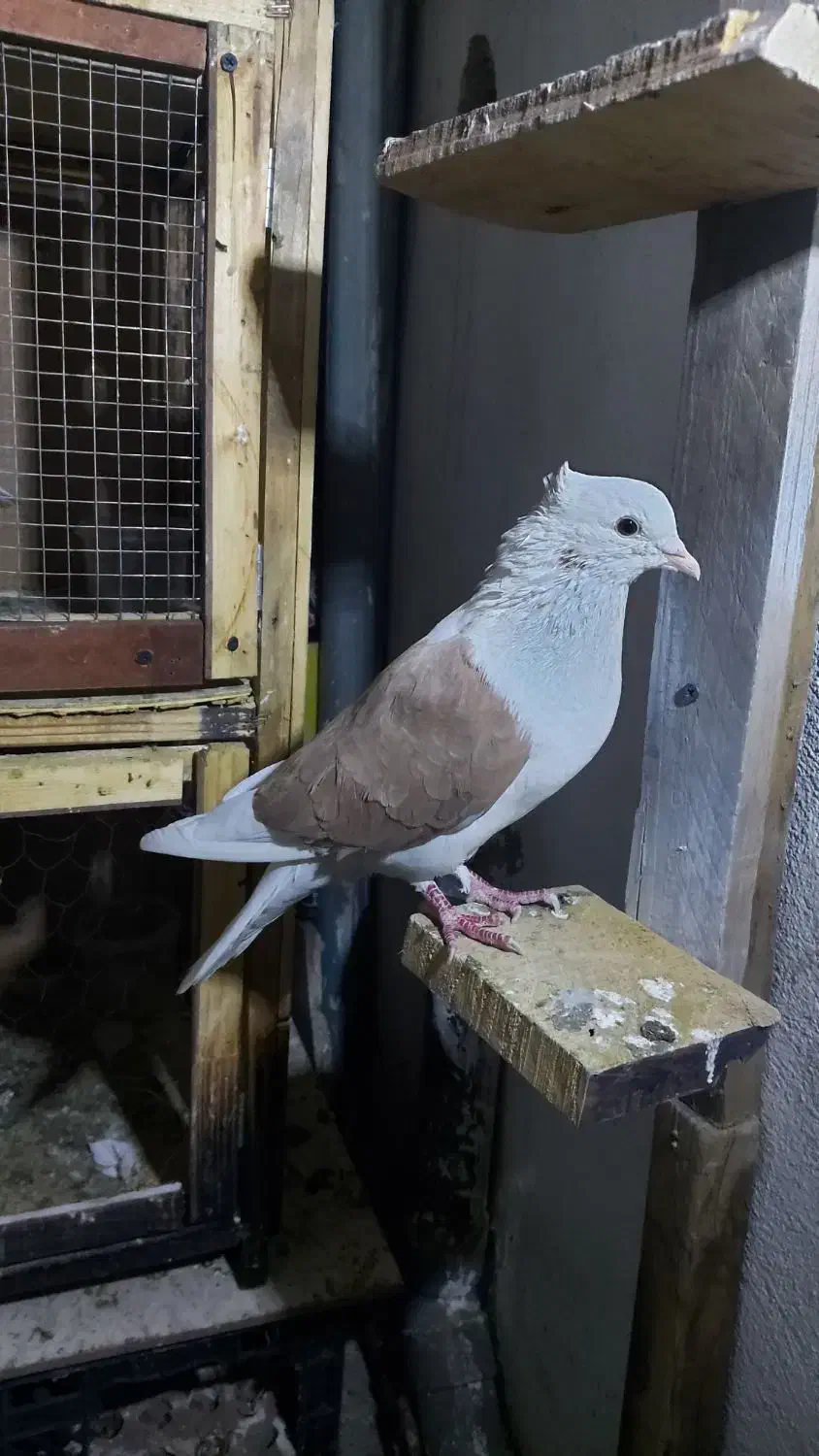 کبوتر رنگی|پرنده|تهران, هاشمی|دیوار