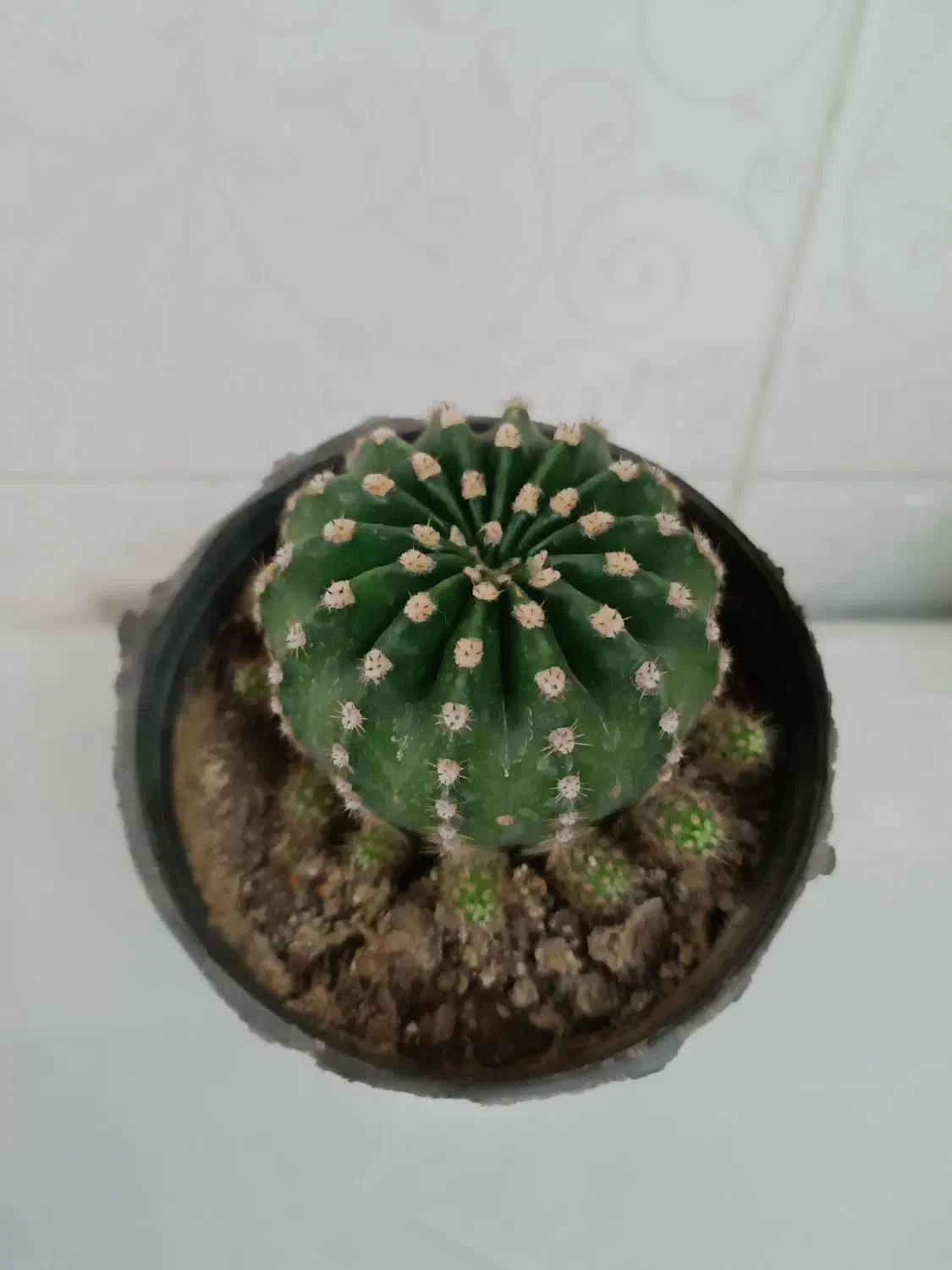 همه کاکتوسها باهم ۱۹۵ تومن|گل و گیاه طبیعی|مراغه, |دیوار