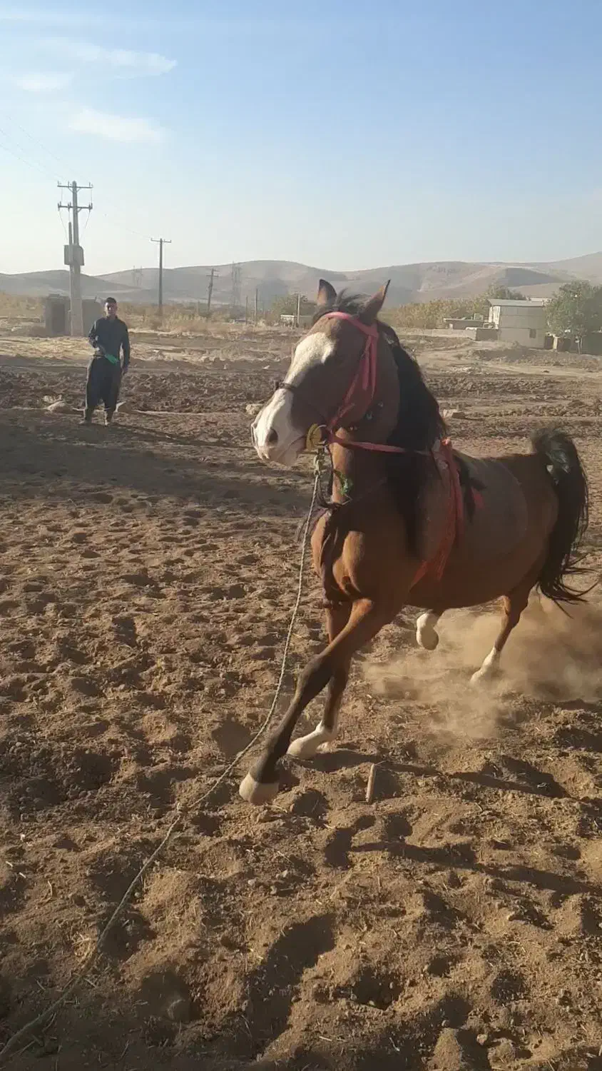 مادیان اصیل کردی رقاص|اسب و تجهیزات اسب‌سواری|خرم‌آباد, |دیوار