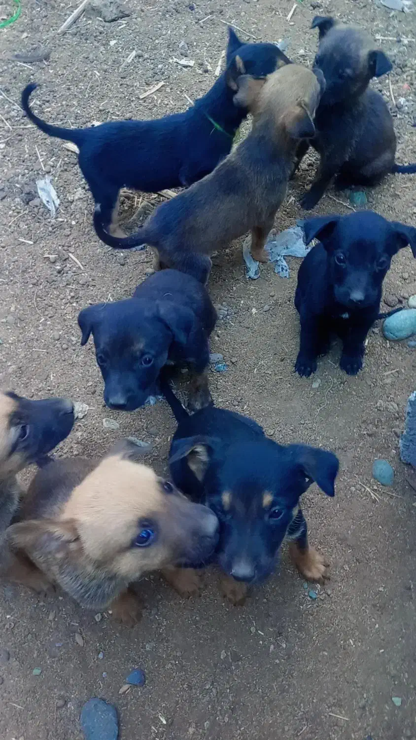 چهار عدد توله ماده|سگ|جیرفت, |دیوار