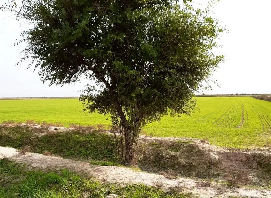 زمین کشاورزی|اجارهٔ دفتر صنعتی، کشاورزی، تجاری|اهواز, اهواز|دیوار