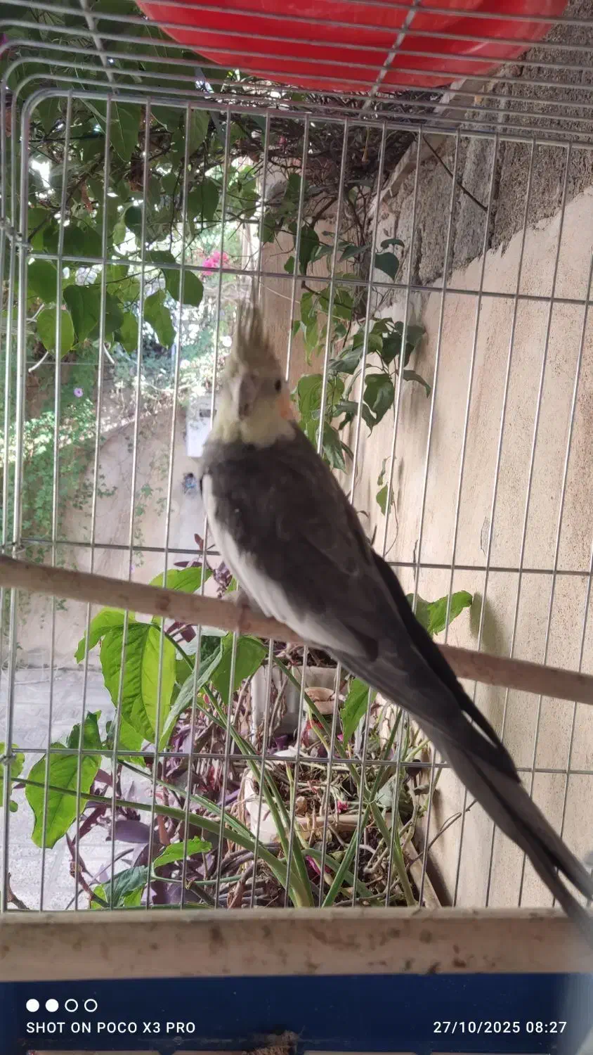 عروس هلندی بشرط مولد بودن|پرنده|آبدانان, |دیوار