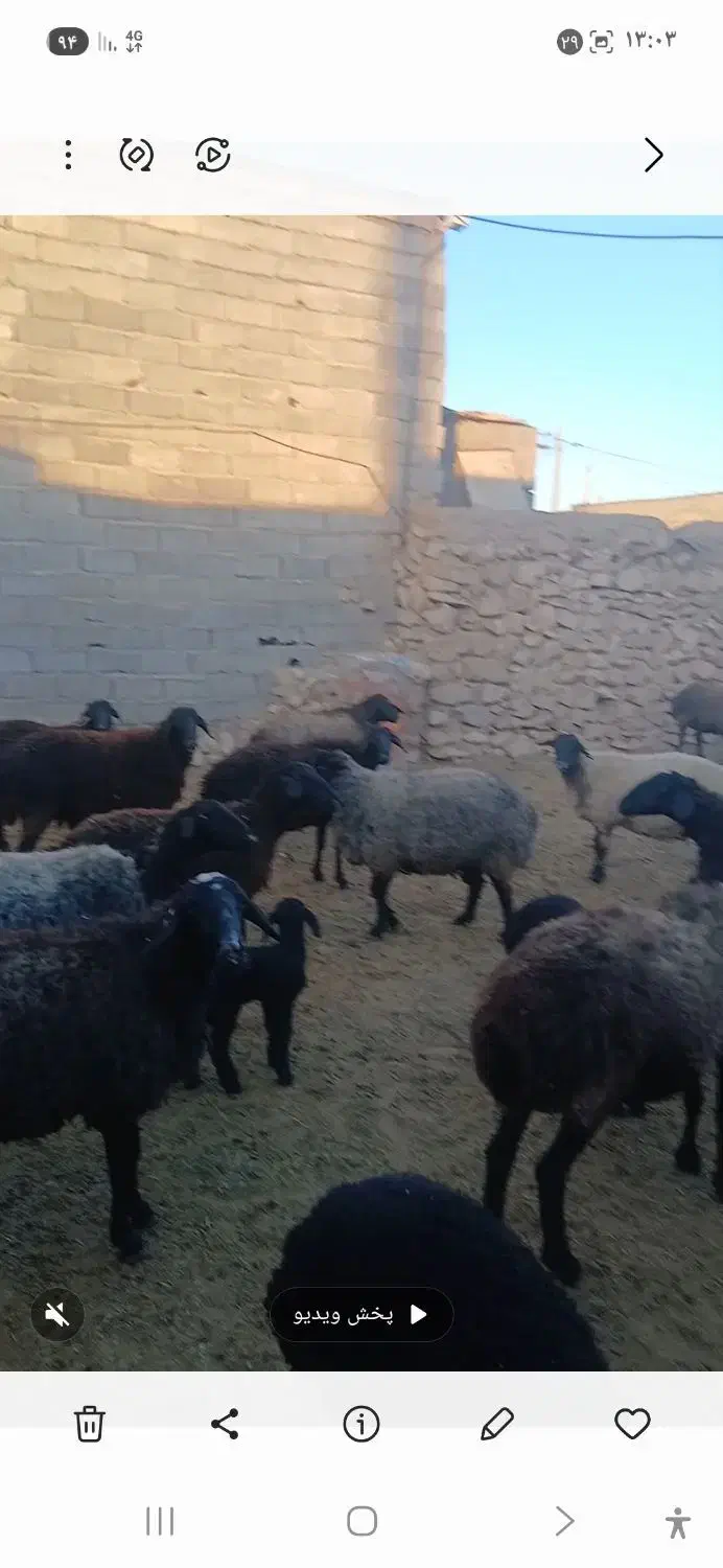 بره شیری دو روزه|حیوانات مزرعه|زرندیه, |دیوار