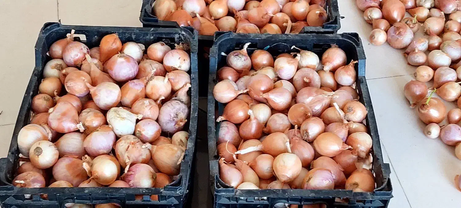 پیاز محلی|خوردنی و آشامیدنی|آبدان, |دیوار