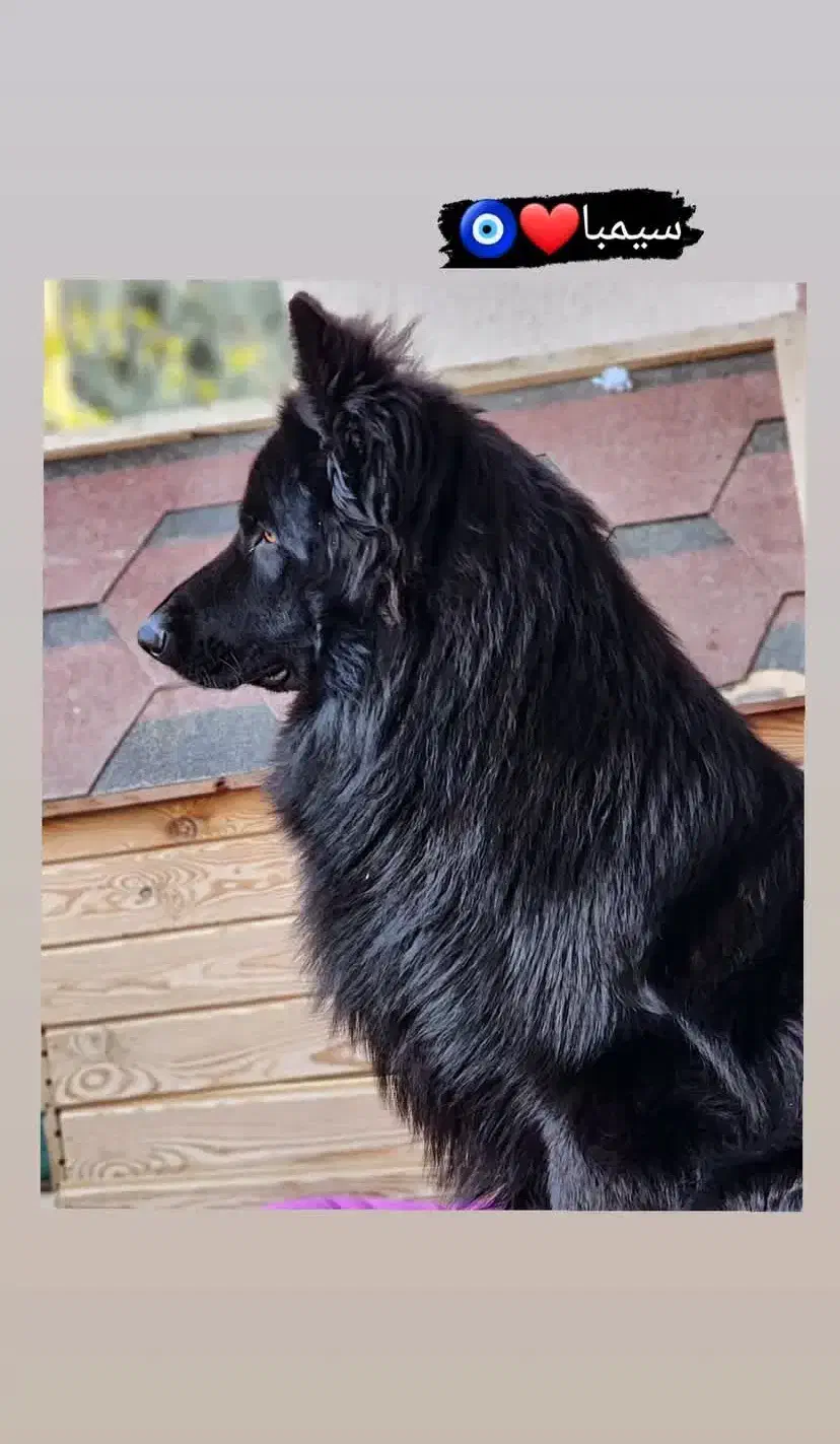 ژرمن بلک.کشش ژرمن|سگ|مرودشت, تخت جمشید|دیوار