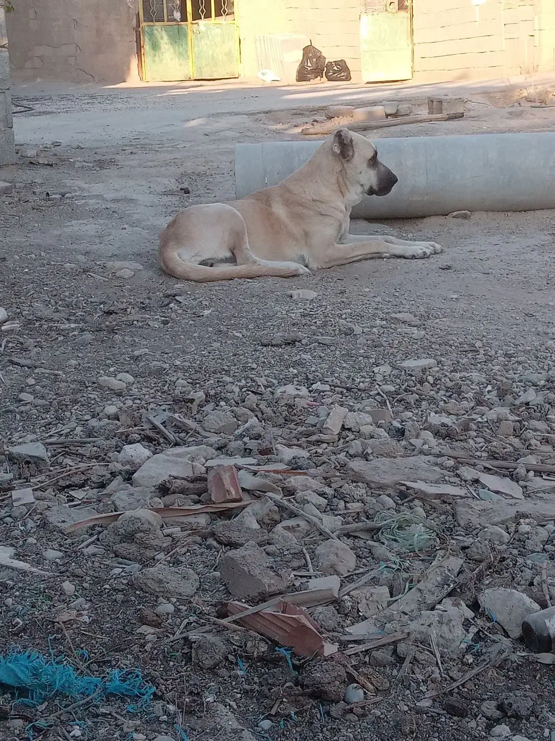 ماده سگ کانگال|سگ|پاکدشت, پاکدشت (مامازند)|دیوار